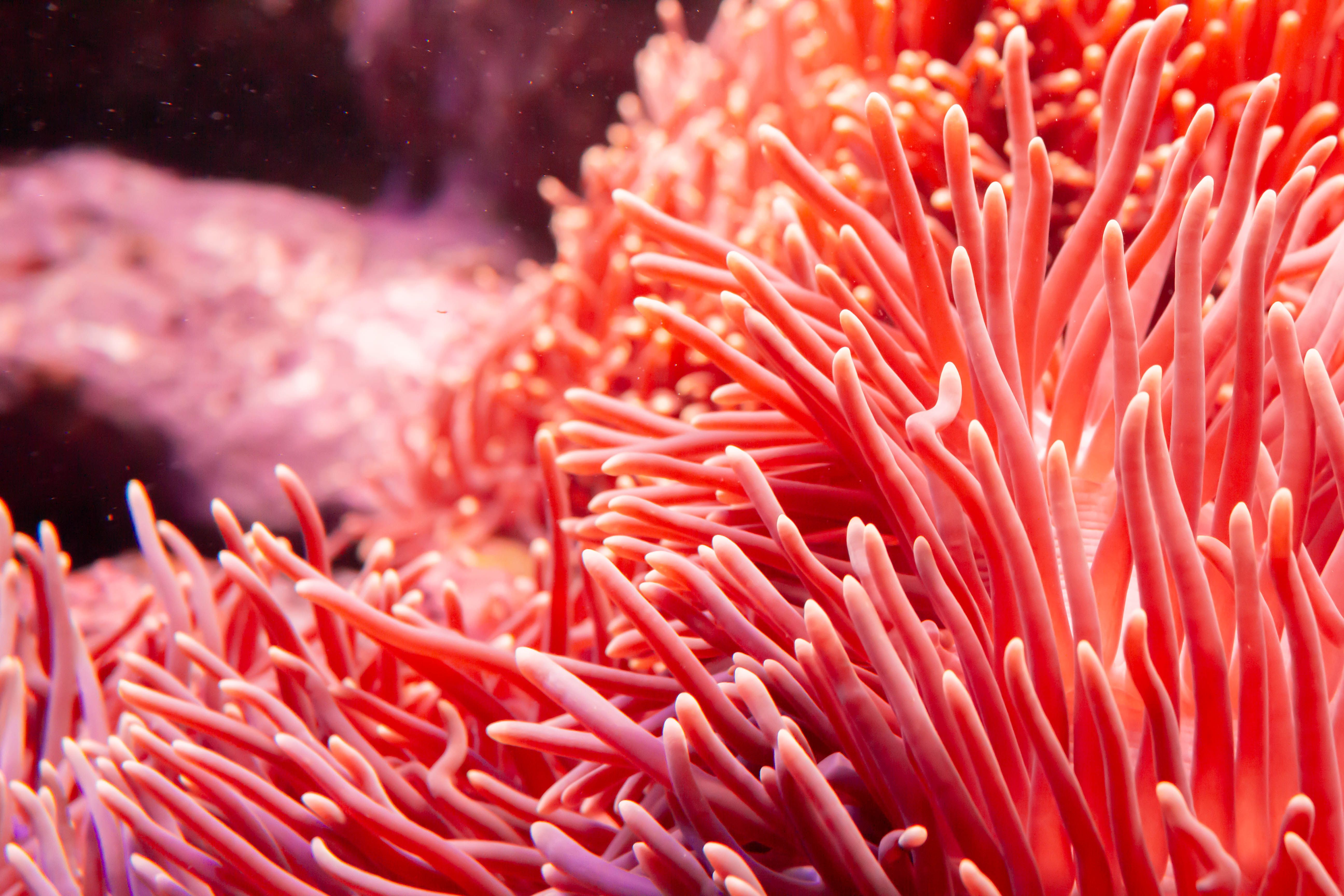 Темно коралловый. Коралл. Кораллы это живые организмы. Кораллы фото. Коралловые полипы рифы.