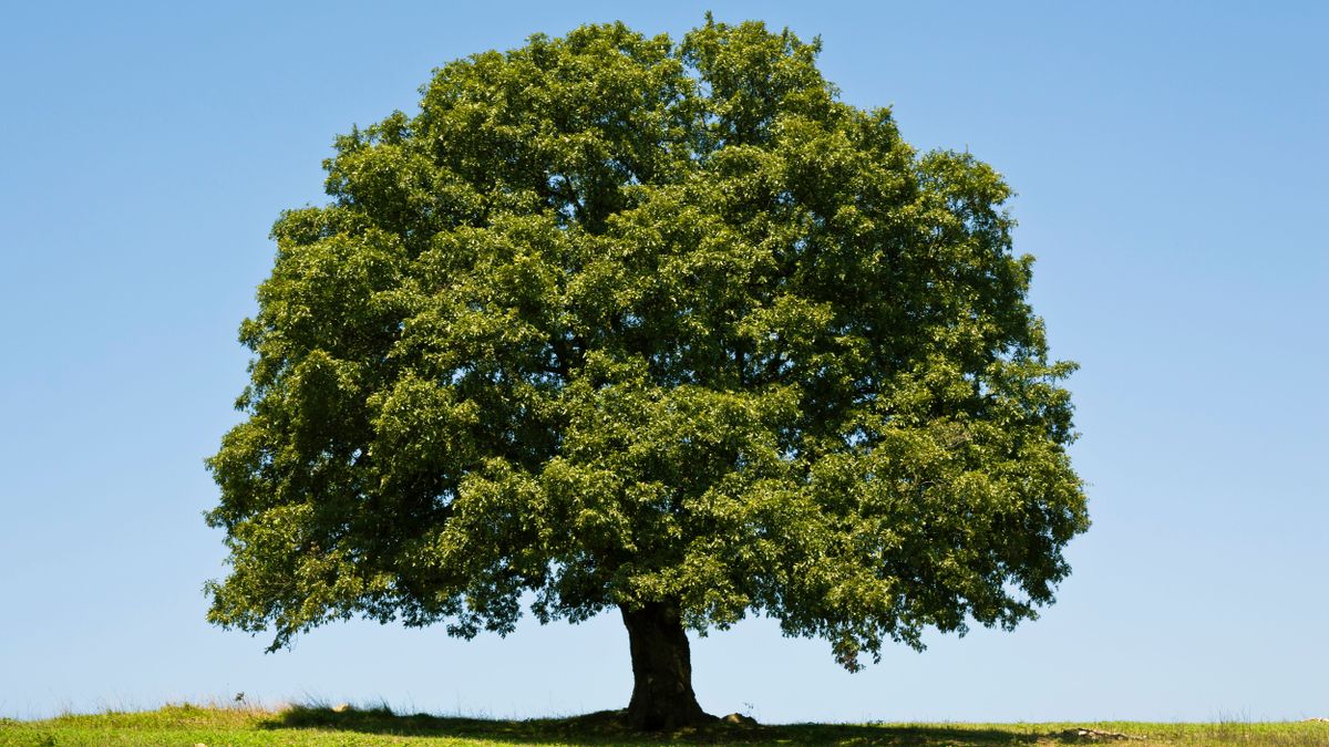 Oak,Tree,Photo
