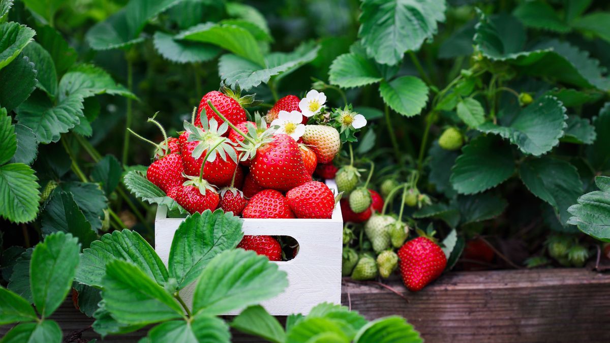 Fresh,Organic,Strawberries,In,A,White,Wood,Basket,By,Plants