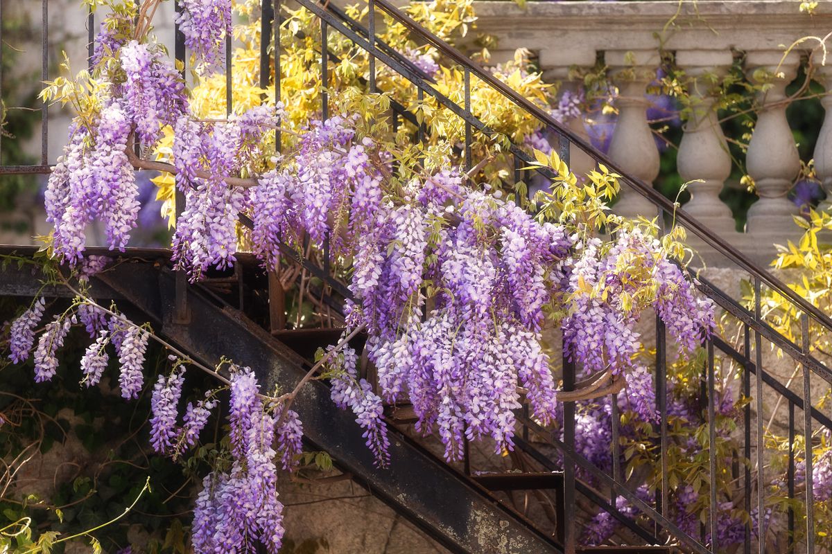 Purple,Wisteria,Blooms,In,The,Spring,Garden,On,A,Sunny