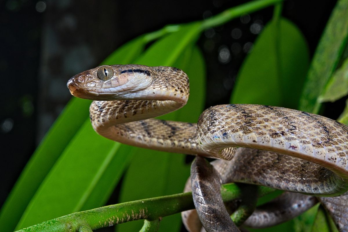 Brown tree snake (Boiga irregularis). This species was introduced on the island of Guam and caused the extinction of several species of birds.