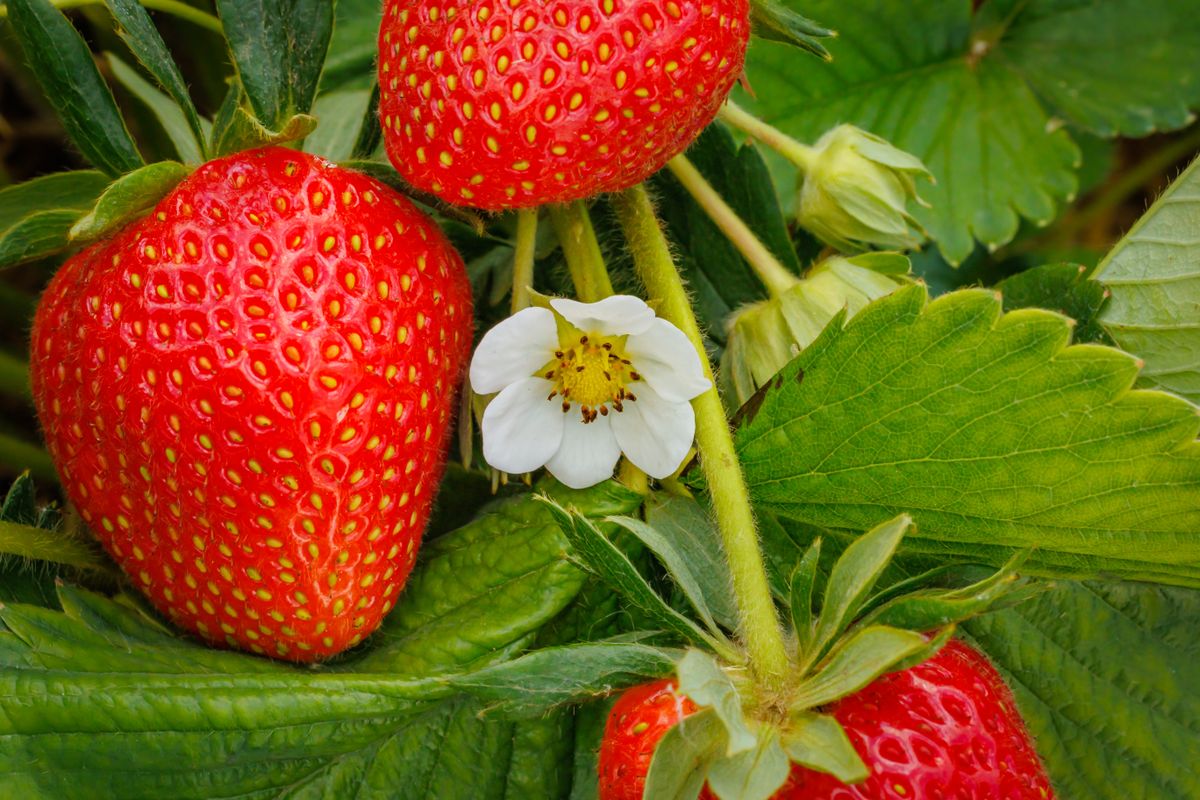 White,Flower,With,Red,Strawberry,Berries,On,Strawberry,Field,,Close