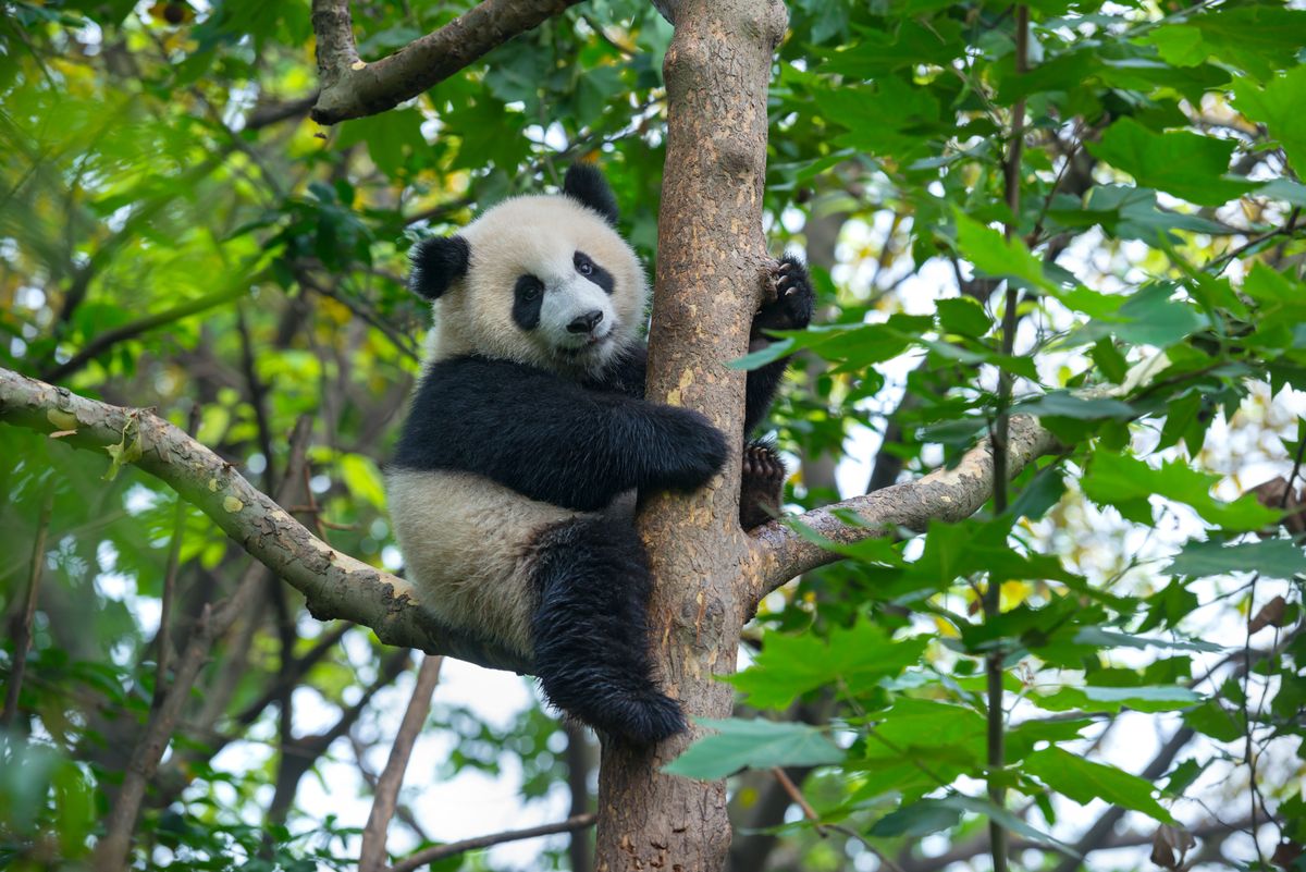 Cute,Panda,Bear,Climbing,Tree