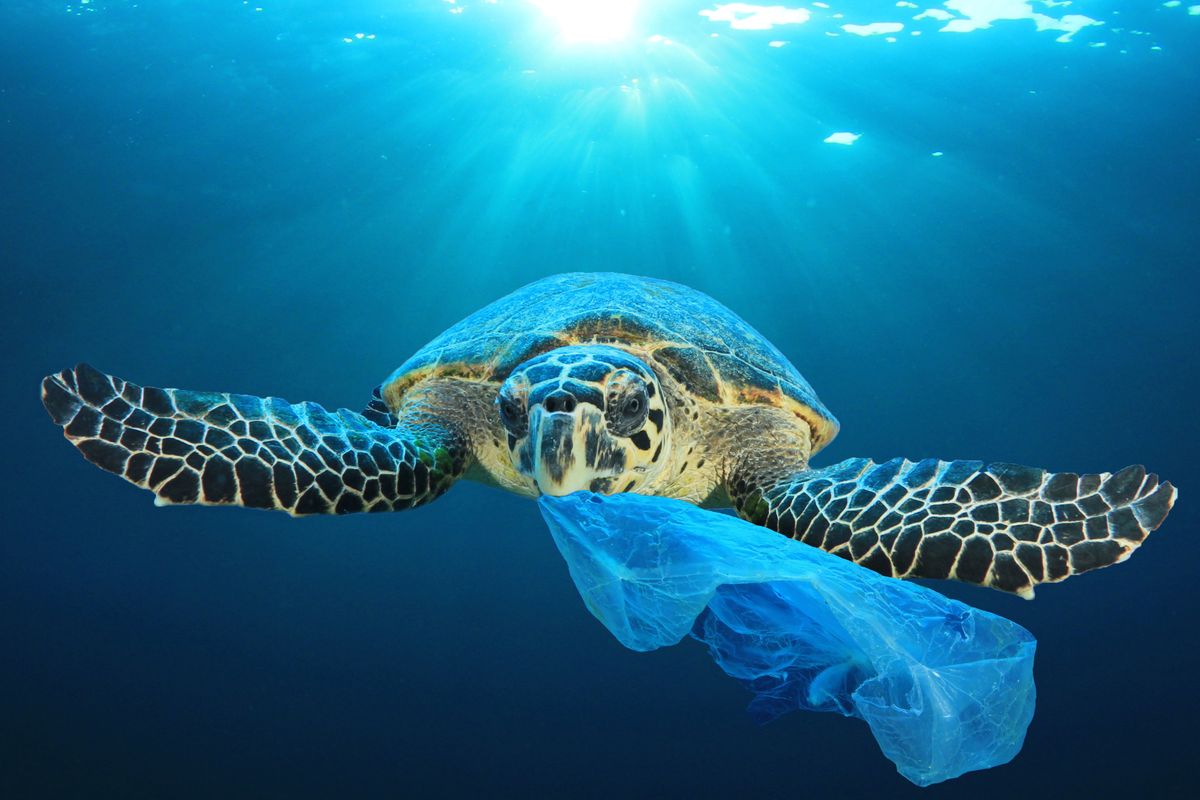 Plastic,Pollution,In,Ocean,Environmental,Problem.,Turtles,Can,Eat,Plastic