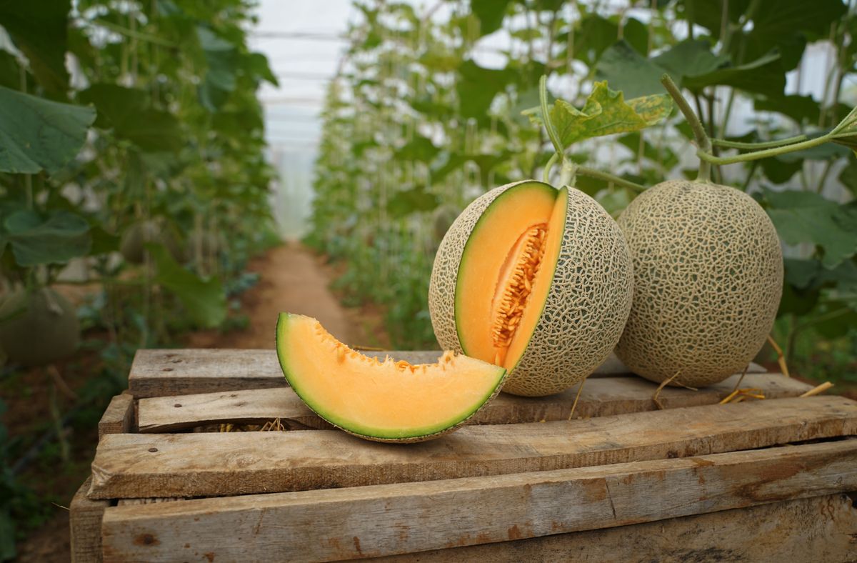 Whole,And,Sliced,Of,Japanese,Melons,honey,Melon,Or,Cantaloupe,(cucumis