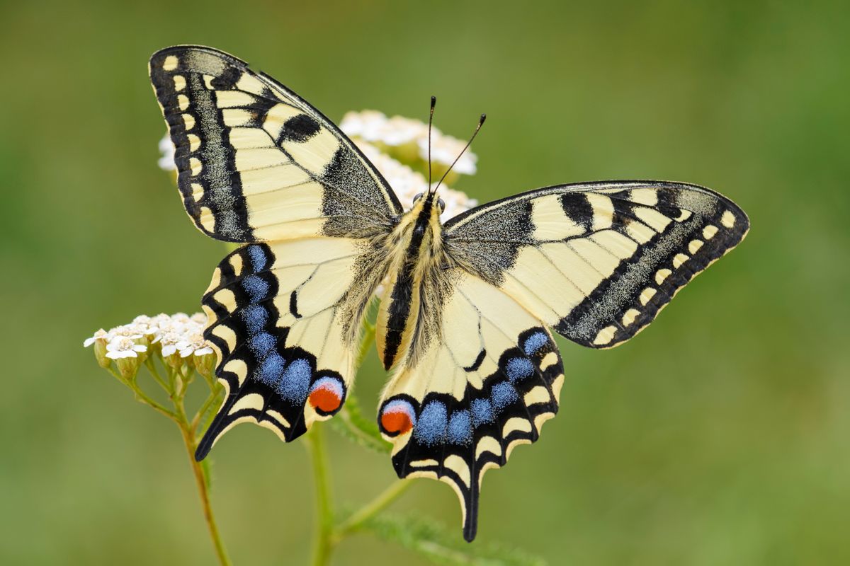 Old,World,Swallowtail,Butterfly,-,Papilio,Machaon,,Beautiful,Colored,Iconic