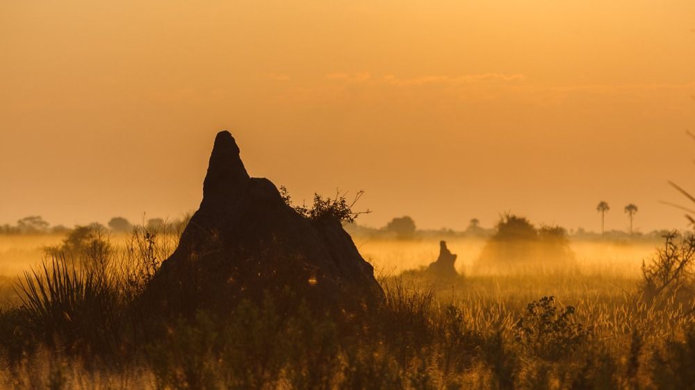 Large,Termite,Mound,Dominates,The,Landscape,In,The,Okango,Delta