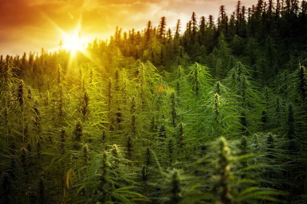 Sunset,Cannabis,Field.,Marijuana,Plants.