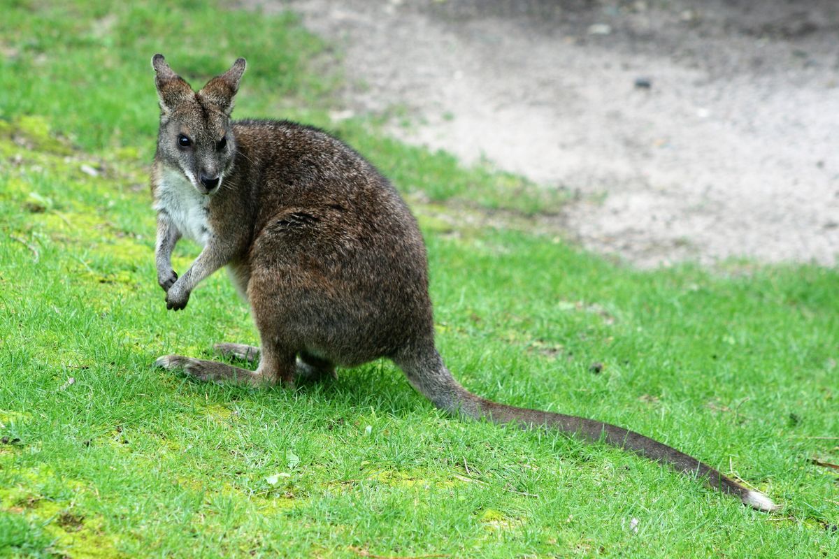 Parma,Wallaby,On,Grass,And,Sand