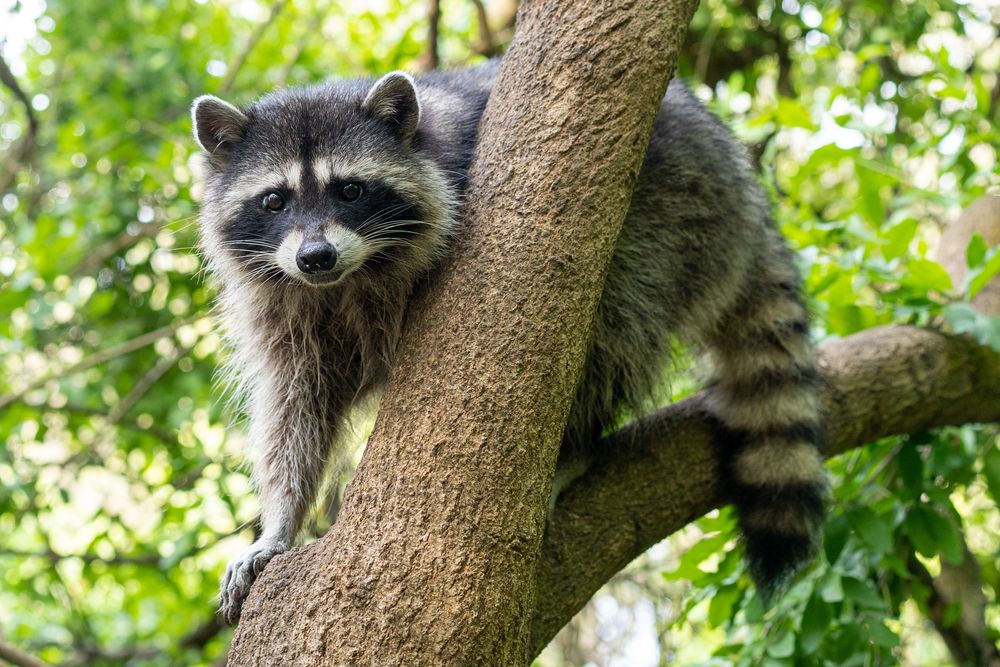 A,Raccoon,Carefully,Looks,On,From,A,Sturdy,Tree,Branch
