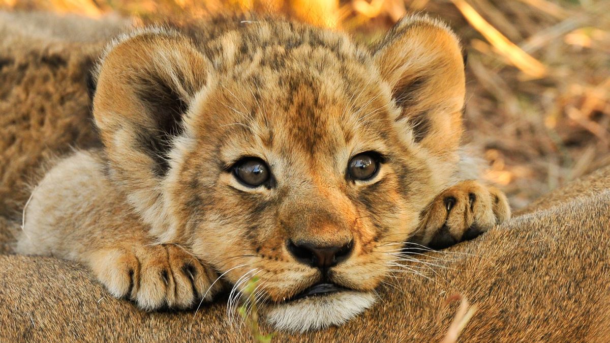 Lion,Cub,Resting,On,Mom