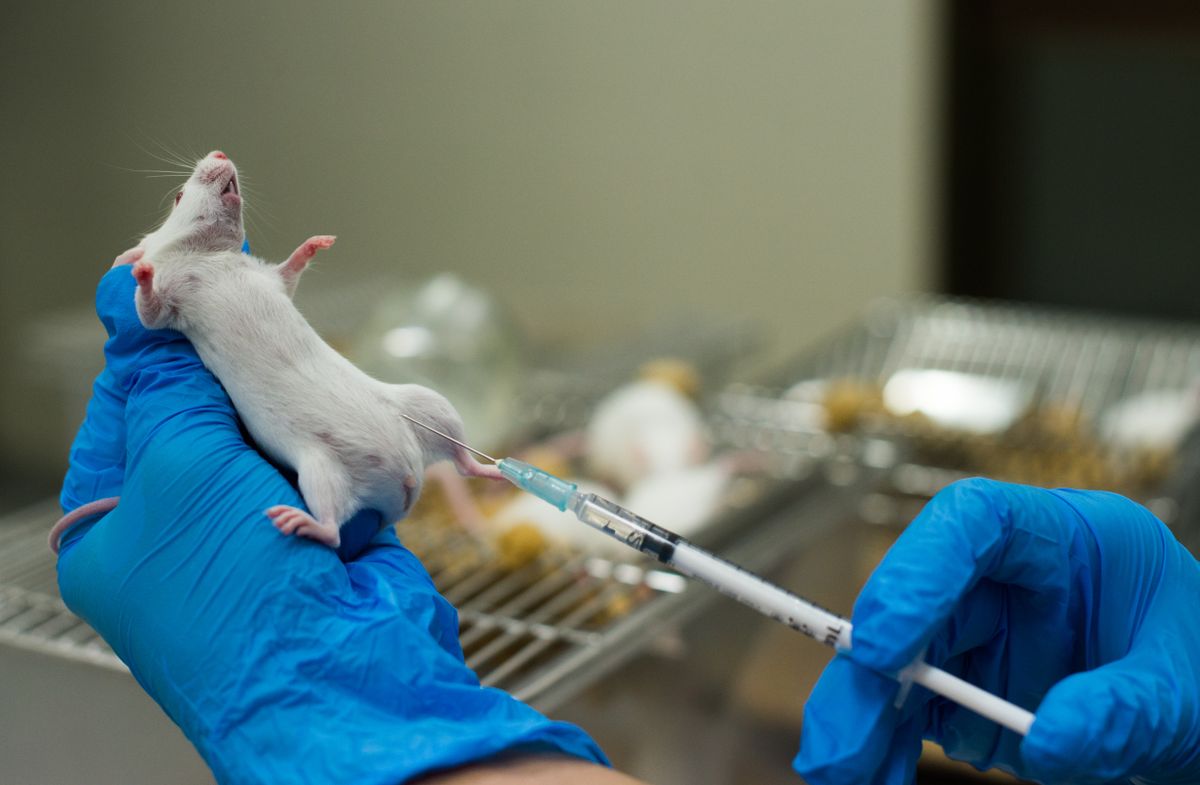 Vaccine,Test,On,Laboratory,Mouse,Lab,Rats