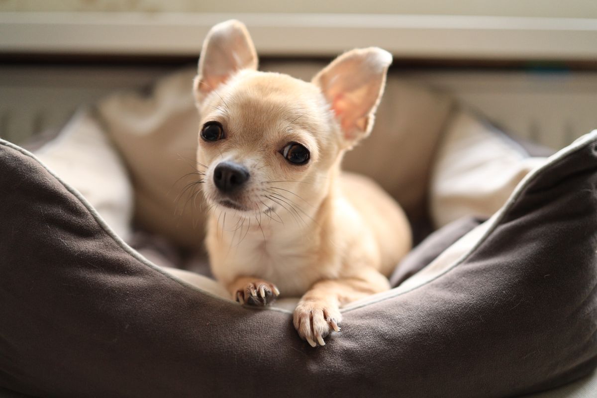 Closeup,Portrait,Of,Small,Funny,Beige,Mini,Chihuahua,Dog,,Puppy.