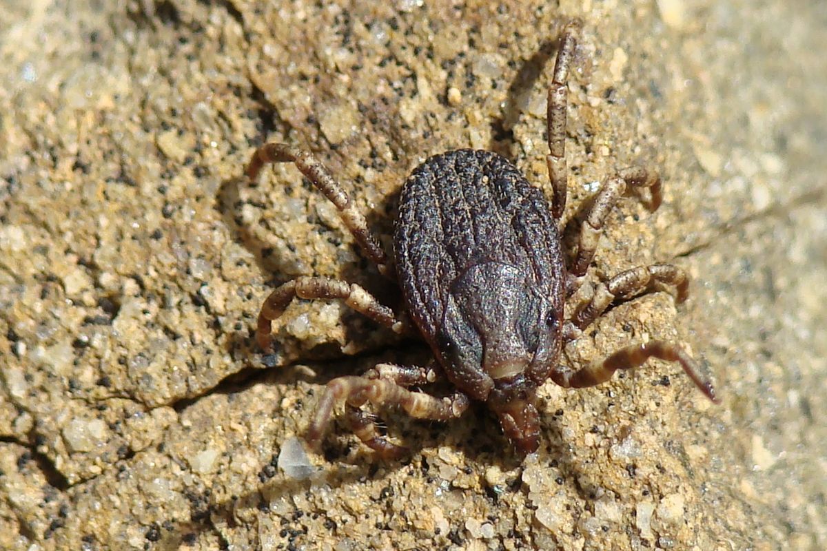 Tick (Hyalomma lusitanicum), male