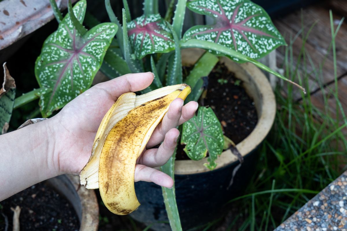 Hand,Holding,Banana,Peel,Against,Garden,With,Lush,Plants.,Good