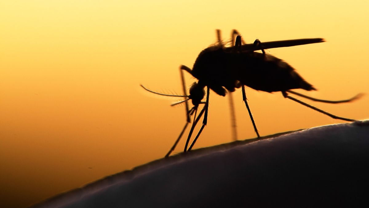 Mosquito,On,Human,Skin,At,Sunset