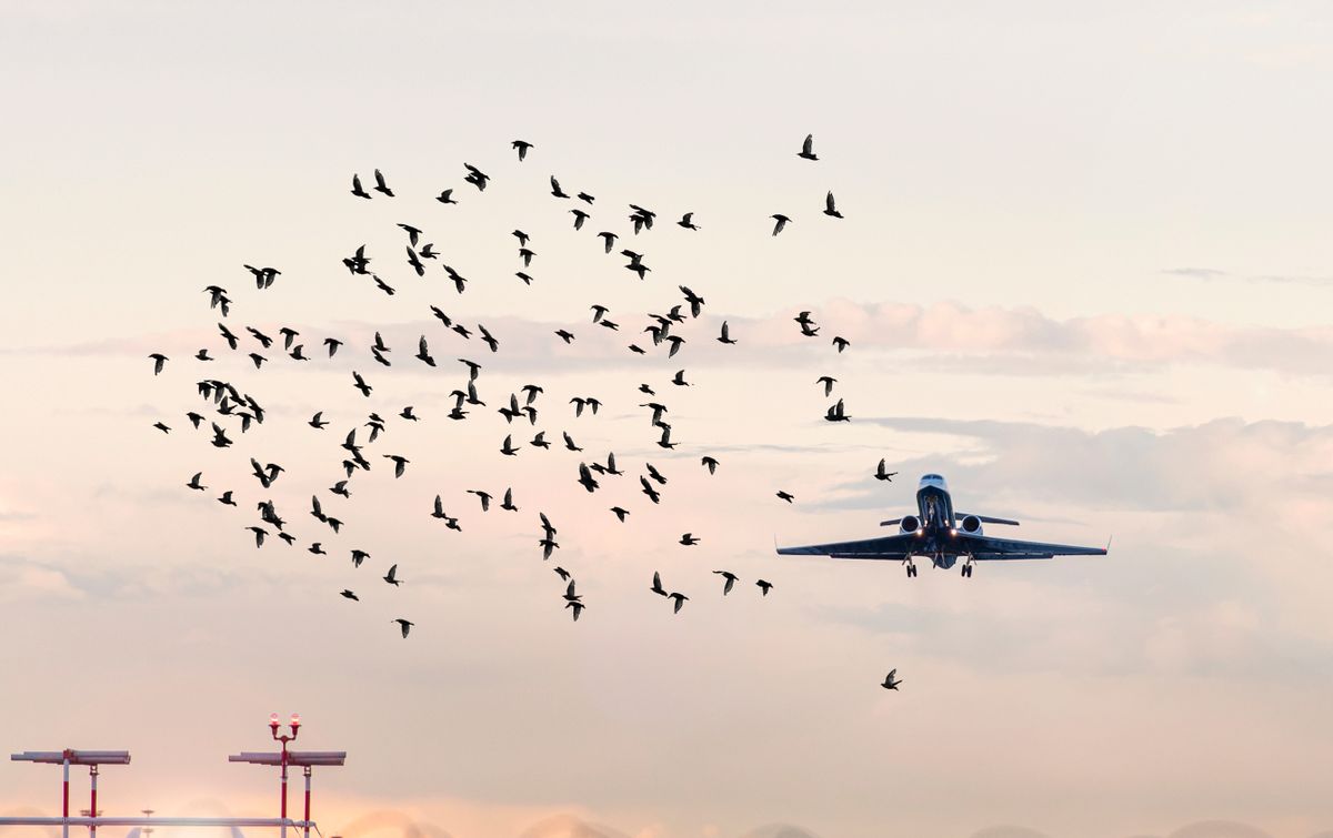Flock,Of,Birds,In,Front,Of,Airplane,At,Airport,,Concept