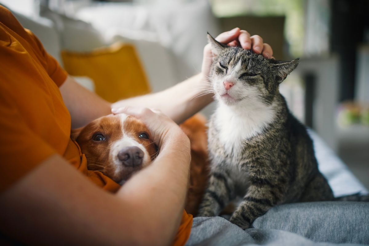 Man,Sitting,On,Sofa,With,Domestic,Animals.,Pet,Owner,Stroking