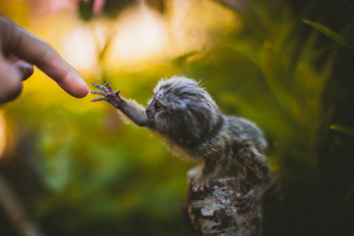 The,Common,Marmoset,Baby,On,The,Branch,In,Summer,Garden