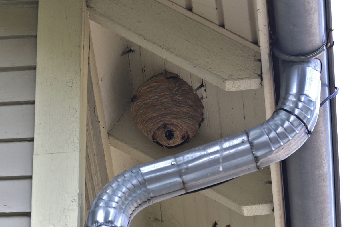 Residential house with a Common wasp hive (Vespula vulgaris)