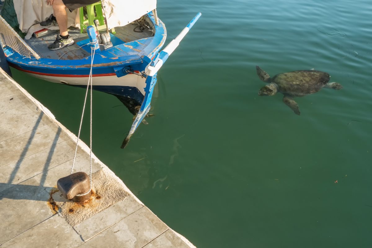 Green,Sea,Turtle,Swims,Near,A,Fishing,Boat,To,Gather