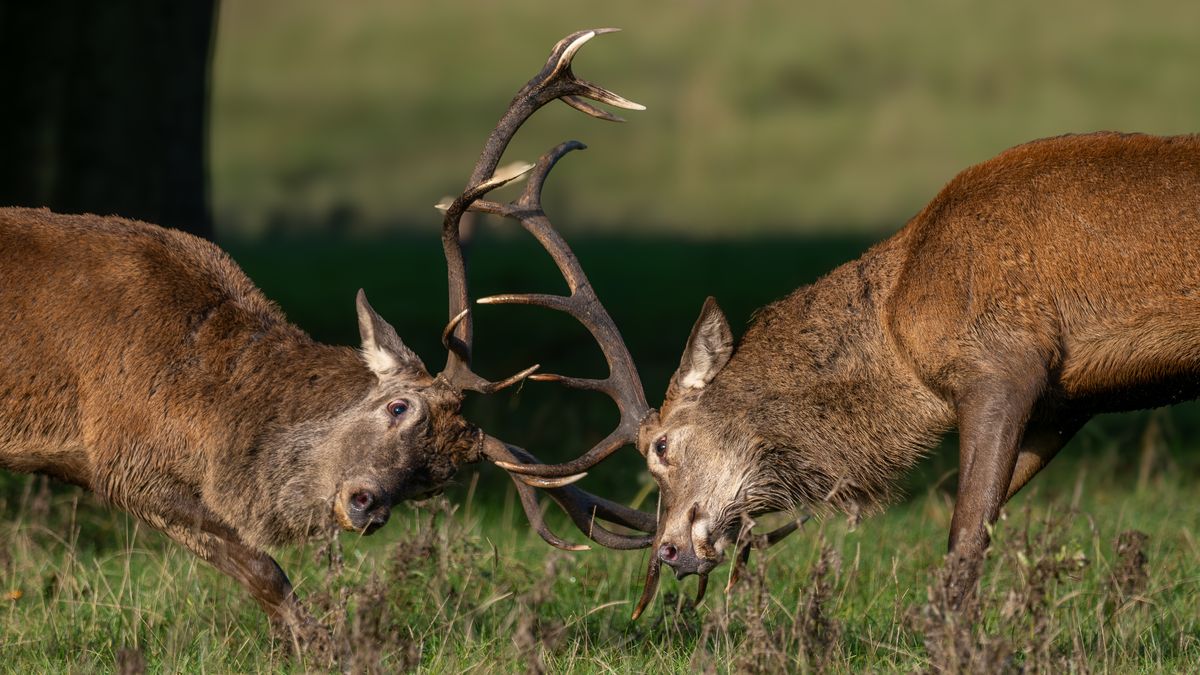 A,Pair,Of,Red,Deer,Stags,(cervus,Elaphus),Seen,Locking