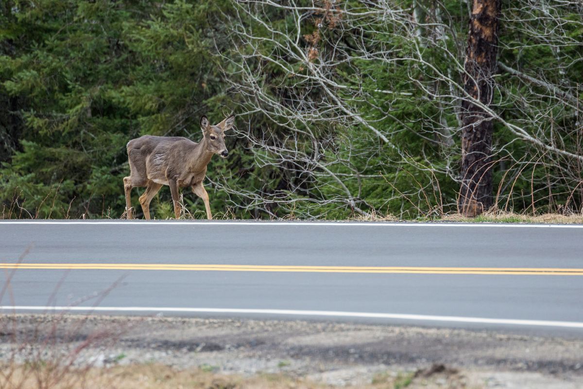 A,Deer,Walking,Along,The,Side,Of,The,Road,In