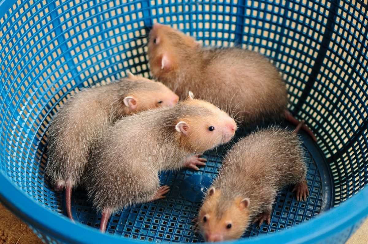 Juveniles,Of,Large,Bamboo,Rat,,Rhizomys,Sumatrensis,,Crawling,In,Blue