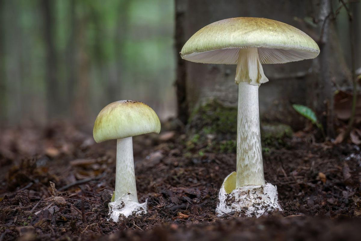 Amanita,Phalloides,Commonly,Known,As,Death,Cap,-,Deadly,Poisonous