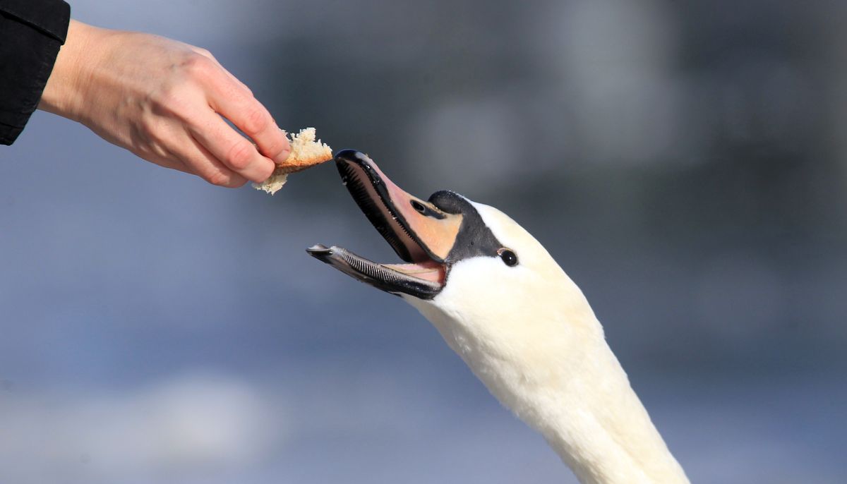 A,Young,Woman,Feeding,Swan.bird,Feeding,In,Winter,At,River