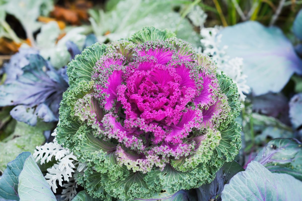 Brassica,Oleracea,Or,Acephala.,Flowering,Decorative,Purple-pink,Cabbage,Plant,Close-up.