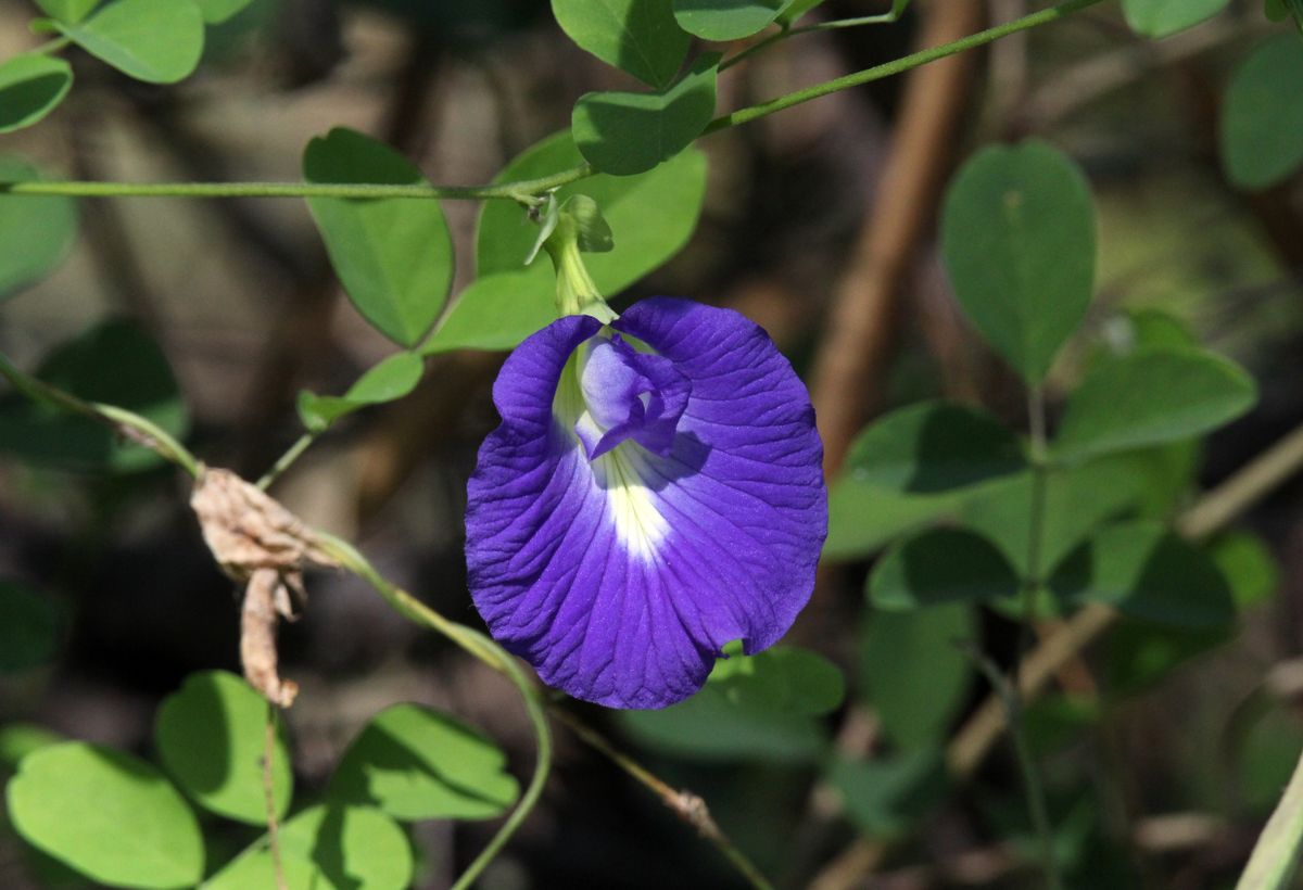 Blue,Flower,On,A,Butterfly,Pea,(clitoria,Ternatea),Plant,In