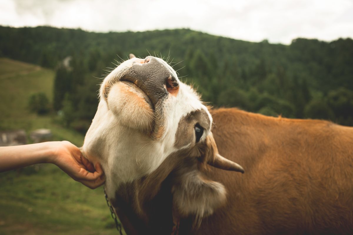 Hand,Stroking,A,Cow