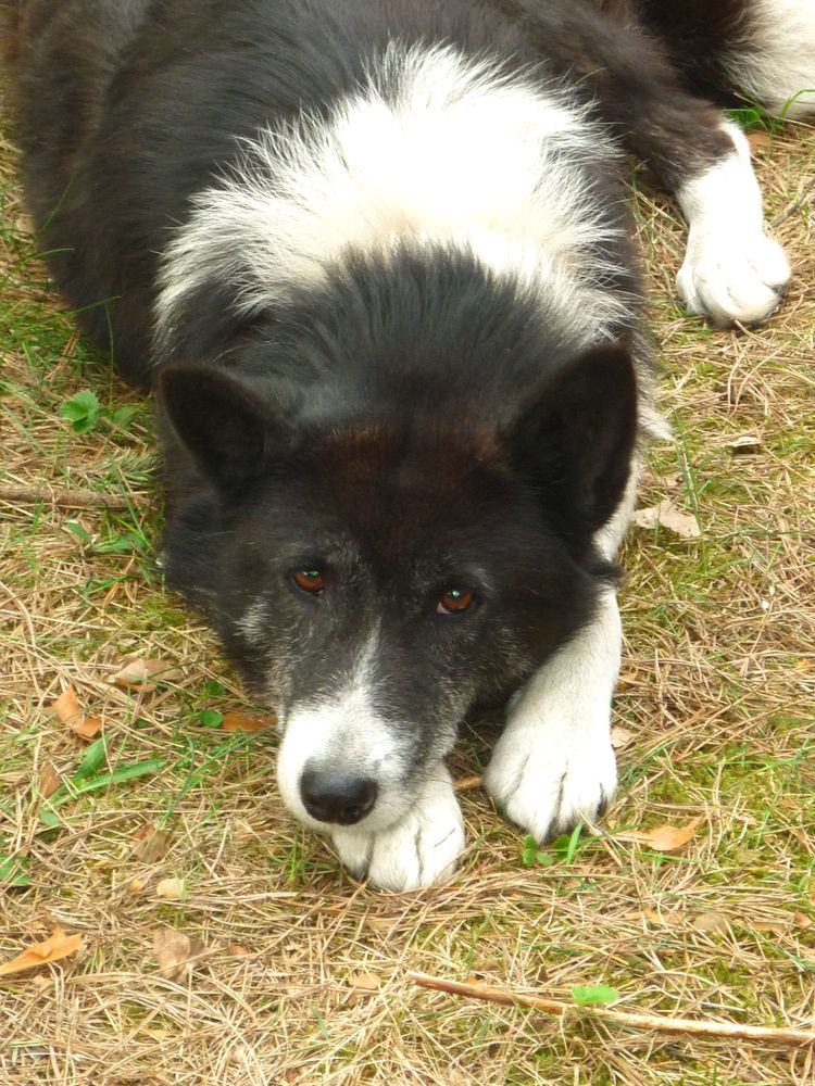 Karelian,Bear,Dog,Lying,On,The,Grass