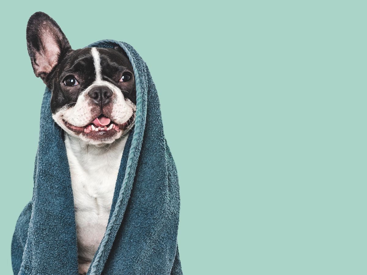 Cute,Puppy,And,Blue,Towel.,Grooming,Dog.,Close-up,,Indoors.,Studio