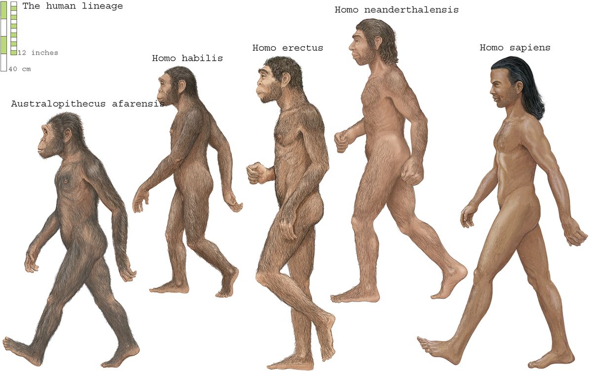 Homo affinis erectus