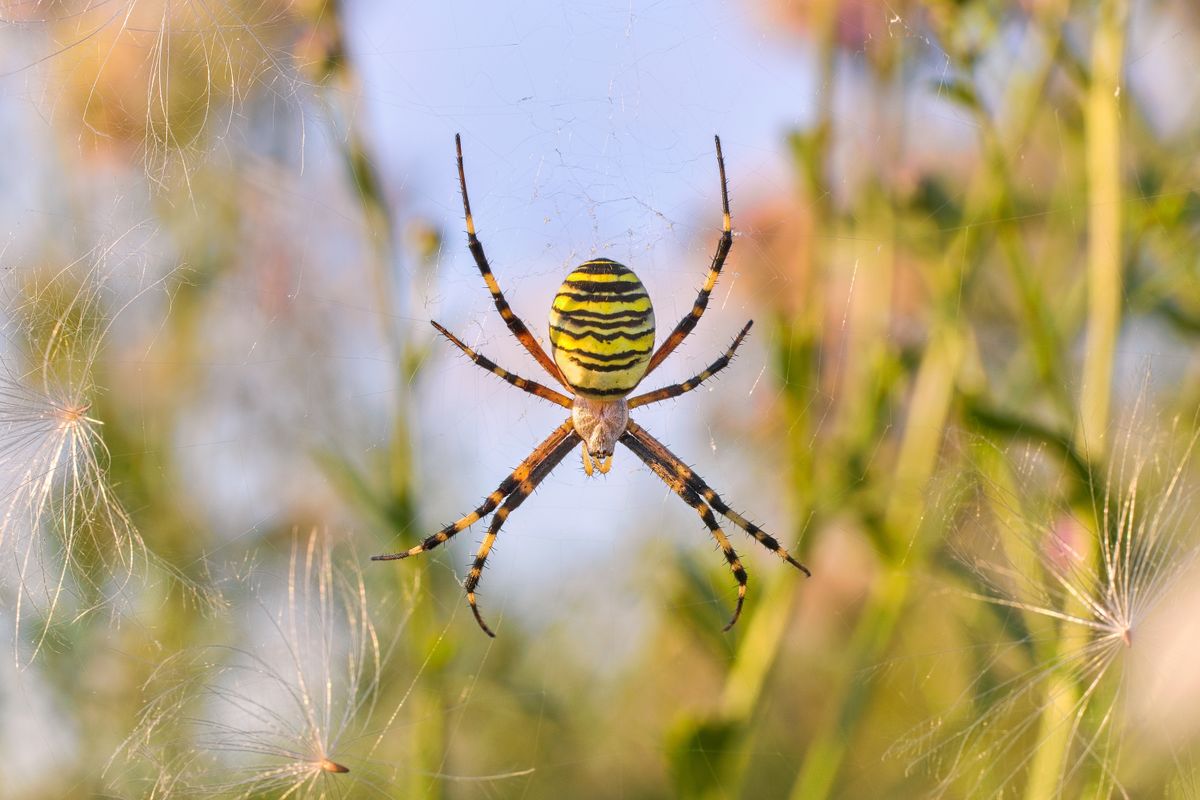 A,Large,Spider,Of,Yellow,Color,With,Black,Stripes,Sits