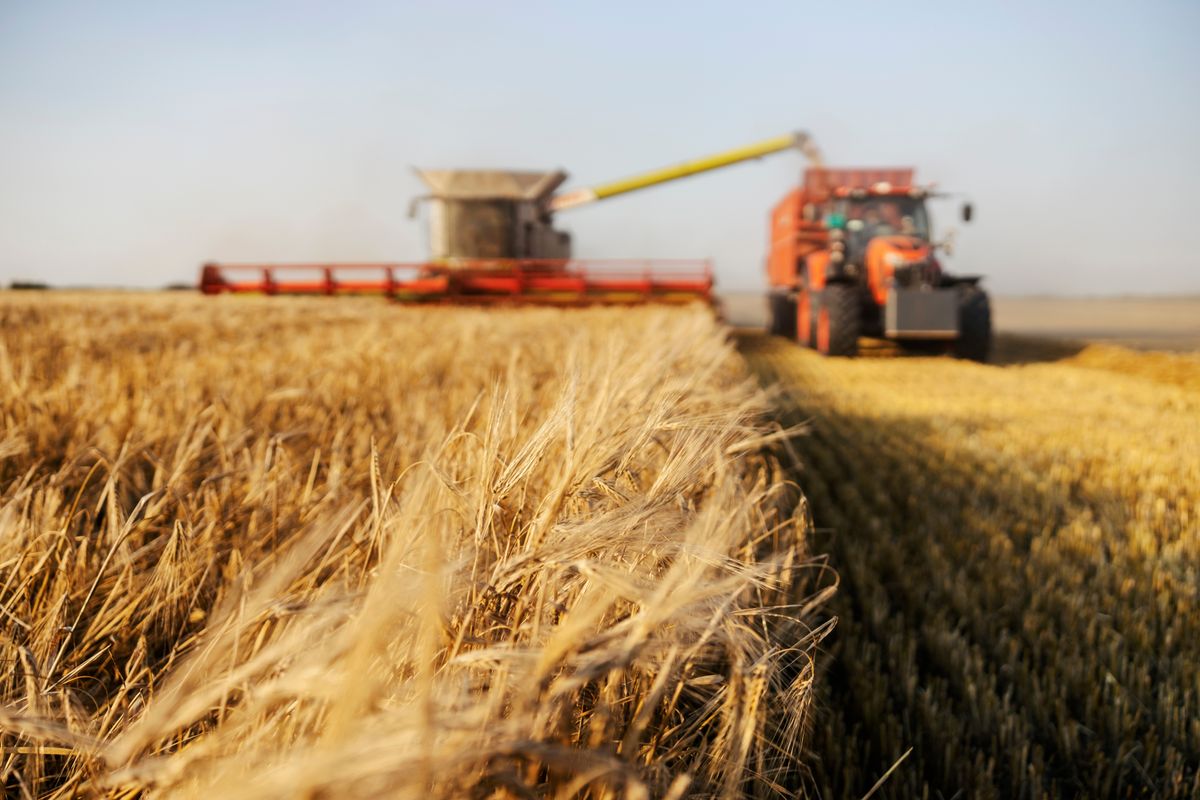 Selective,Focus,On,Wheat,At,Farmland,With,Combine,Harvester,And