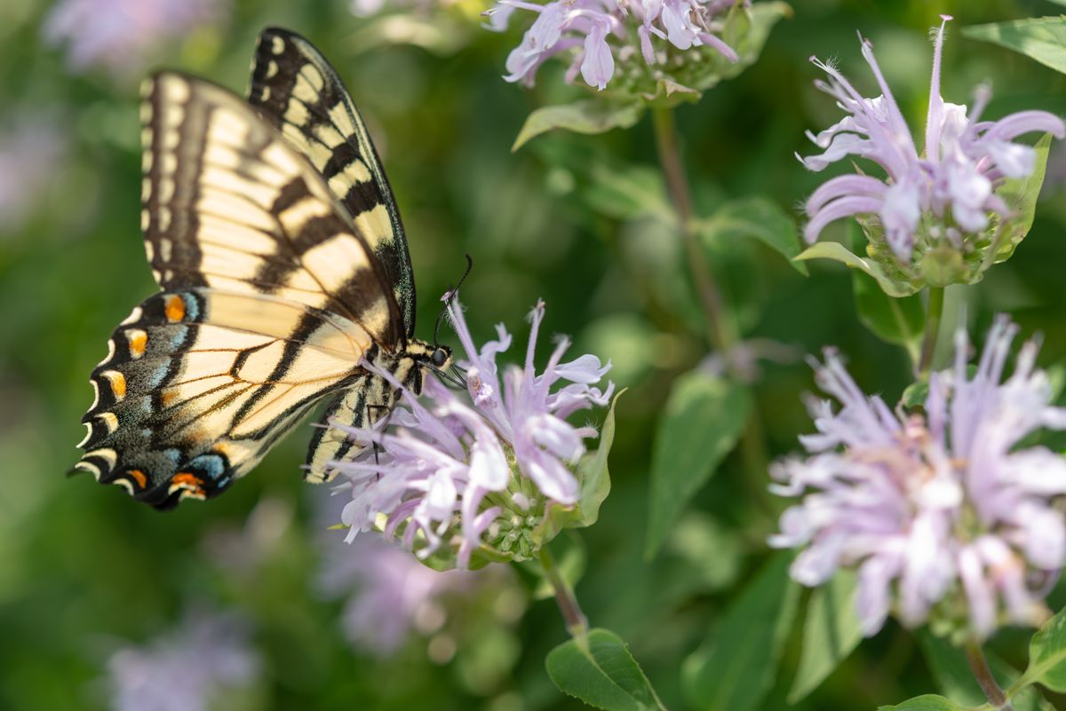 Female,Eastern,Tiger,Swallowtail,(papilio,Glaucus),On,Bee,Balm,(monarda)