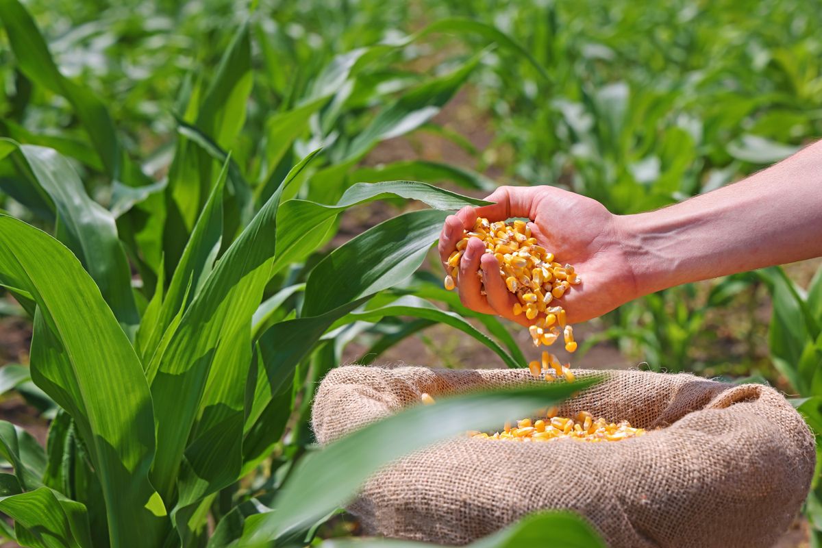 GMO