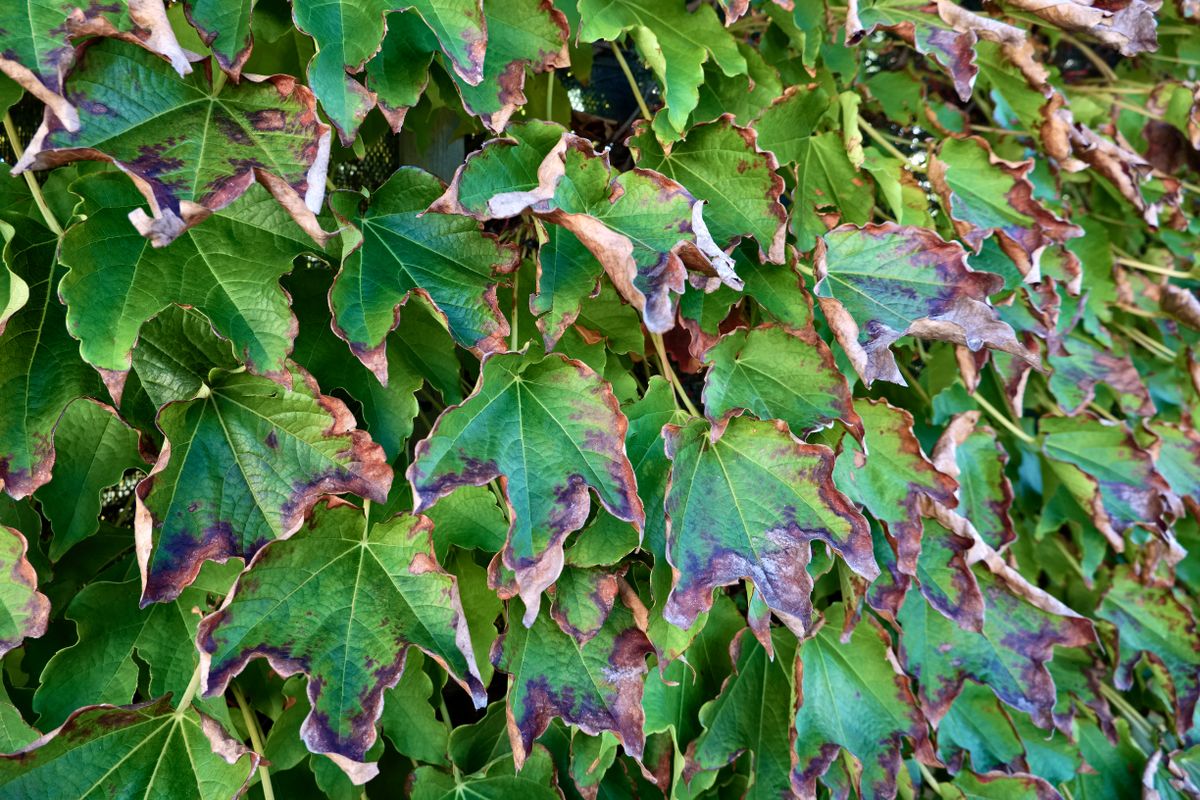 Italy,,Sicily,,Countryside,,Autumn,,Stained,Fox,Grape,Leaves,(scaphoideus,Titanus)