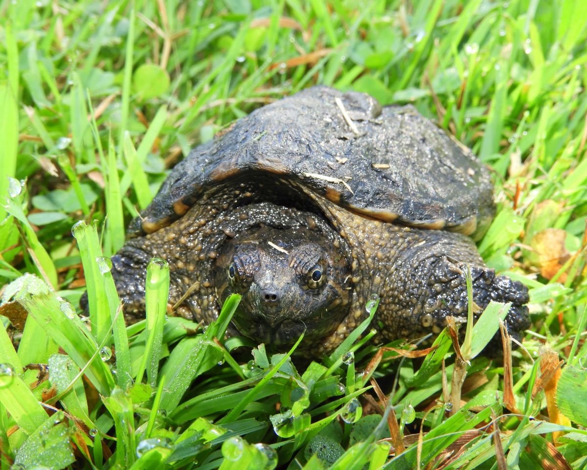 Common,Snapping,Turtle,(chelydra,Serpentina),North,American,Freshwater,Reptile